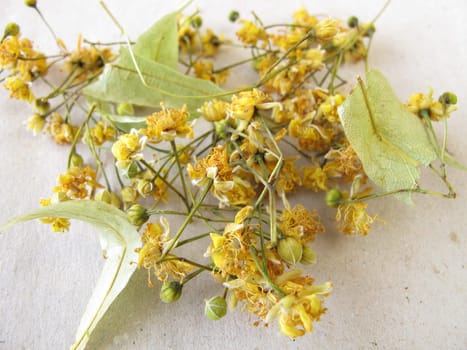Dried lime blossoms on paper