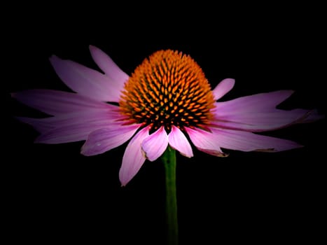 Echinacea purpurea,plant of Indian medicine