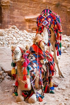 A pair of camels covered by colorful rugs in Petra, Jordan