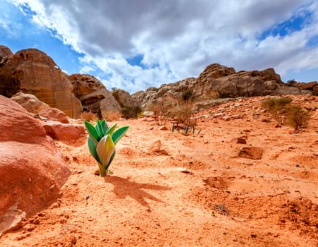 A new plant growing out of sand in the desert at Petra in Jordan
