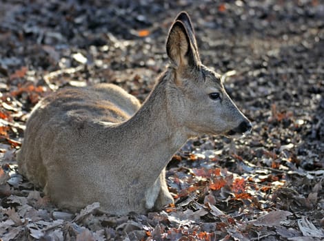 Lying roe deer (Capreolus capreolus)