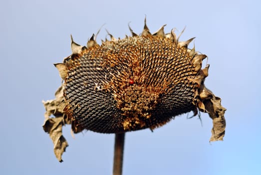 Ripe sunflower with beetle