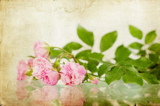 Pink roses on brown vintage cartboard paper background