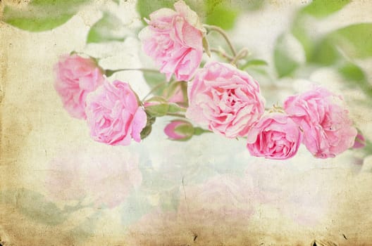 Pink roses on brown vintage cartboard paper background