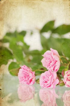 Pink roses on brown vintage cartboard paper background