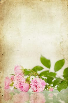 Pink roses on brown vintage cartboard paper background