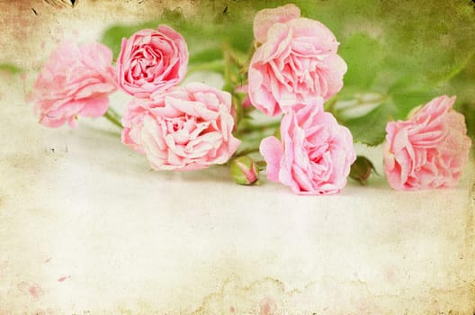 Pink roses on brown vintage cartboard paper background