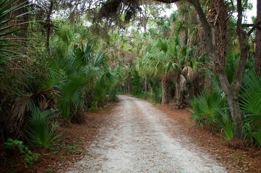 The gravel road, surrounded by tropical palm trees, leads the viewers eye into the depth of the image.