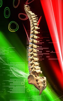 Digital illustration of back bone in colour background