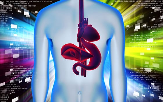 Digital illustration of heart, liver and stomach in colour background