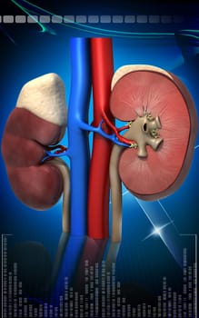 Digital illustration of kidney in colour background