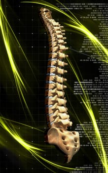 Digital illustration of back bone in colour background