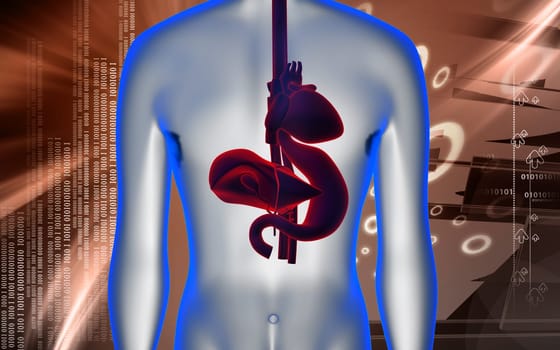 Digital illustration of heart, liver and stomach in colour background