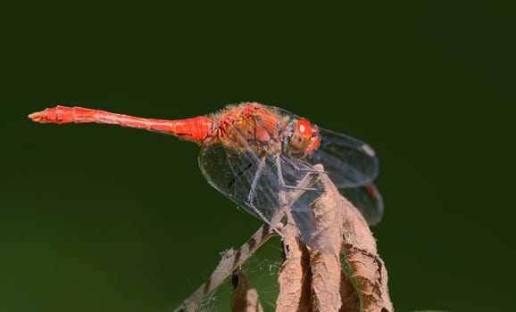 Blood-red heather bell in typical pose