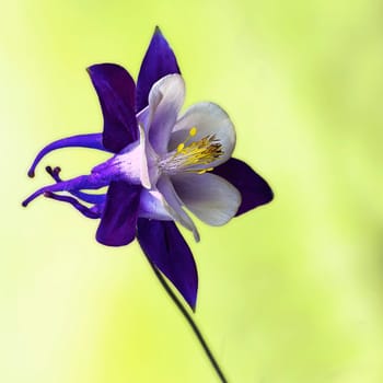 Black-violet columbine