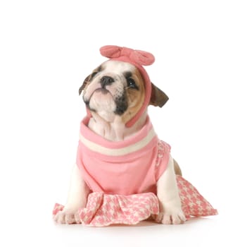 cute female bulldog puppy sitting looking up isolated on white background - 7 weeks old