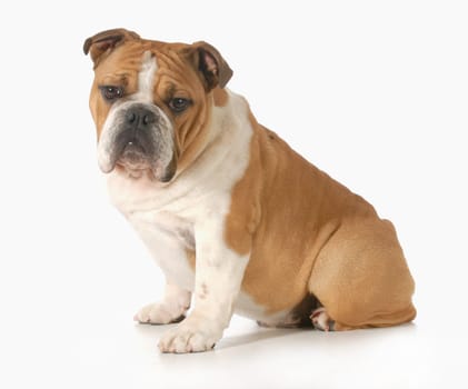 bulldog puppy sitting looking at viewer - 6 months old