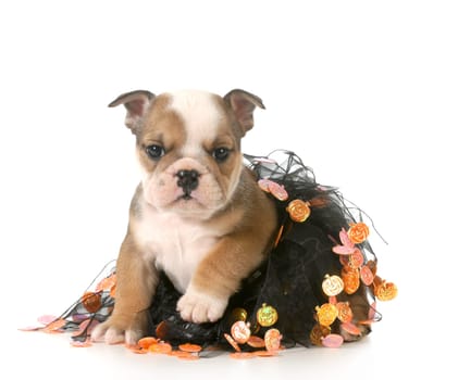 halloween puppy - english bulldog dressed up for halloween on white background - 7 weeks old