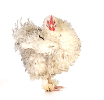 chicken - frizzle chicken looking at viewer isolated on white background