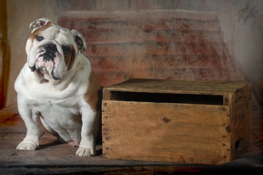 english bulldog sitting looking at viewer - 4 year old male