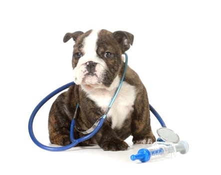 veterinary care - english bulldog puppy with stethoscope and needle isolated on white background - 8 weeks old