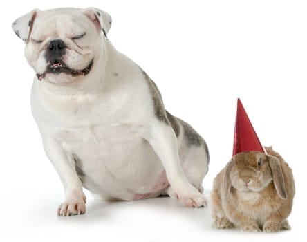 birthday pets - bulldog laughing at bunny wearing birthday hat isolated on white background