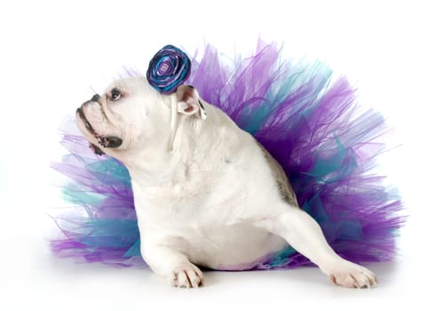spoiled dog - english bulldog dressed up wearing a tutu isolated on white background