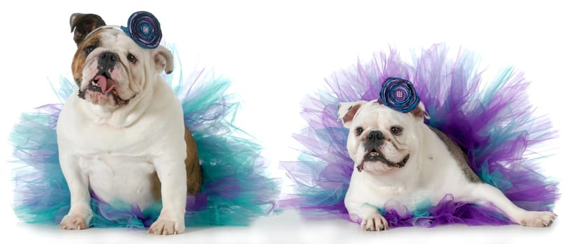 two female dogs wearing matching tutus isolated on white background - english bulldogs