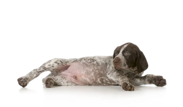cute puppy - german shorthaired puppy laying down stretched out isolated on white background - 7 weeks old