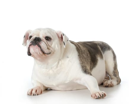 english bulldog looking up isolated on white background - female