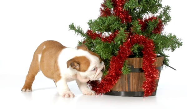 christmas puppy - english bulldog puppy pulling the garland off the christmas tree isolated on white background