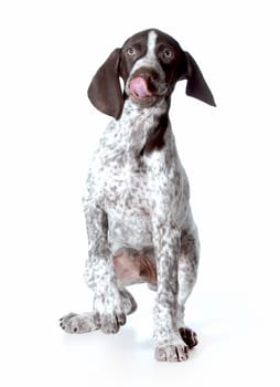 cute puppy - german shorthaired puppy with cute expression isolated on white background - 11 weeks old