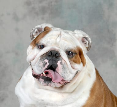english bulldog portrait - 4 year old male