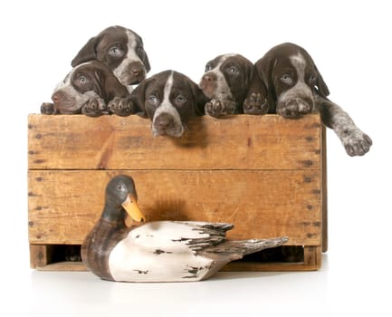 hunting dogs - litter of german shorthaired pointer puppies in a wood crate isolated on white background