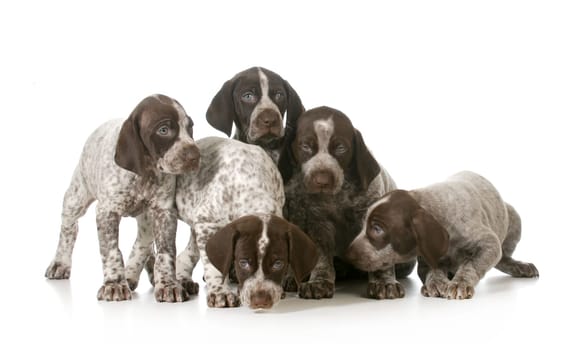litter of puppies - five german shorthaired pointer puppies on white background - 7 weeks