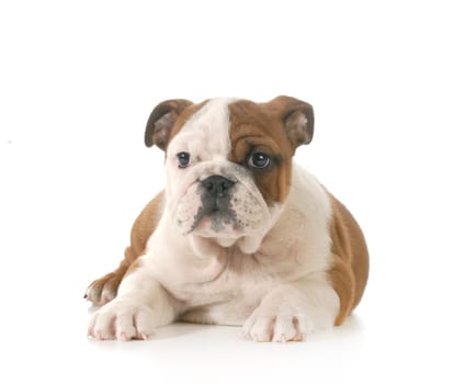 bulldog puppy - 10 week old female