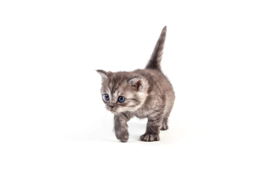 young cats