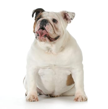 english bulldog sitting - one year old
