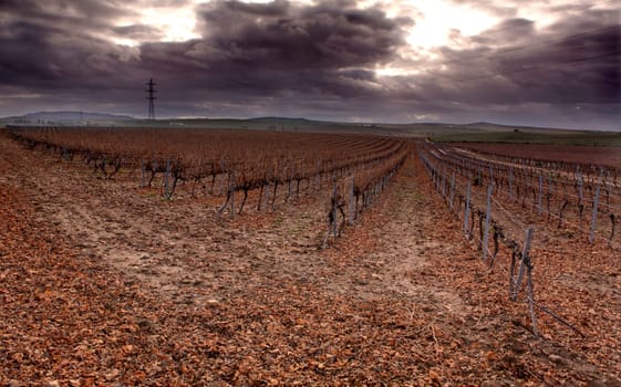 Cropland of Vineyards in winter Badajoz, Spain. Looking vineyard rows with red and yellow leaves in autumn