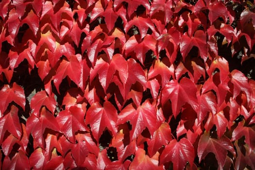 Wild wine on a wall