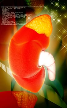 Digital illustration of kidney in colour background