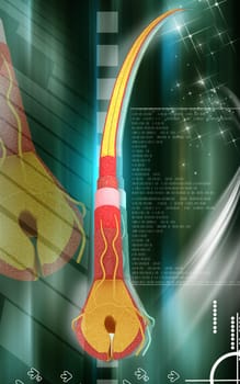 Digital illustration of Human hair structure anatomy in colour background