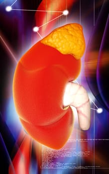Digital illustration of kidney in colour background