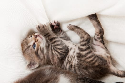 cat playing with blanket, a heap of cat is cuddly babies on their mother