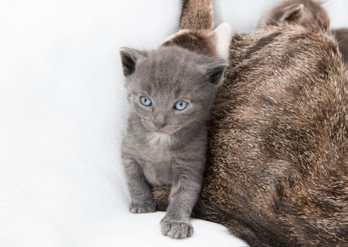 A heap of cat is cuddly babies on their mother