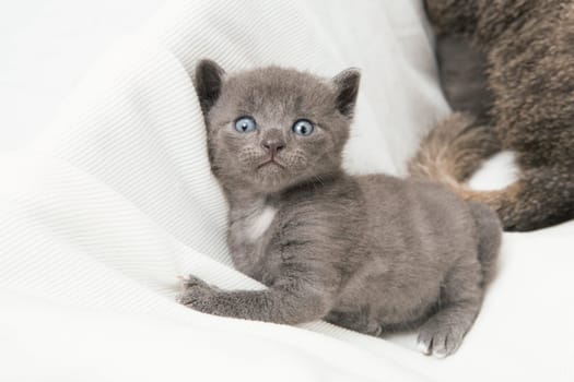 kitten looking at the camera