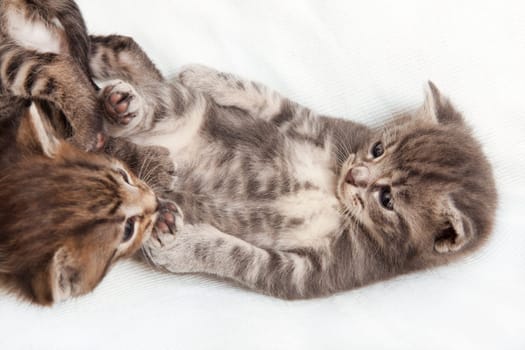 kitten playing, a heap of cat is cuddly babies on their mother