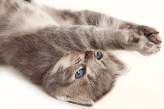 cat baby stretches his paws in the air