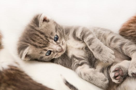 cats child with blue eyes lies on a white blanket