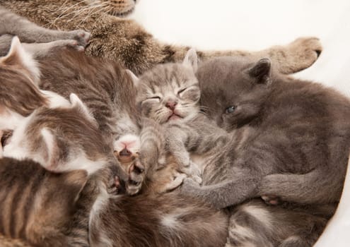 playing cat children, a heap of cat is cuddly babies on their mother